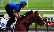 Godolphin Trio Arrives at Belmont Park Godolphin Trio Arrives at Belmont Park