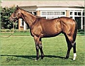 Battle Creek Girl Produces 20th Foal Battle Creek Girl Produces 20th Foal