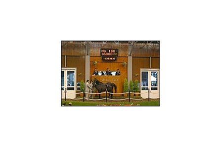 Giant's Causeway colt, brought Tuesday's top price.