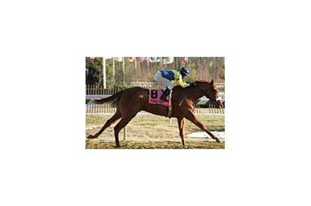 Global Gait, the 4-1 second choice in the morning line odds for Saturday's Fountain of Youth at Gulfstream Park.