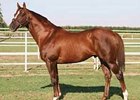 Roll Hennessy Roll's First Winner Roll Hennessy Roll's First Winner