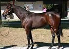 FT Kentucky Sale Down Across Board FT Kentucky Sale Down Across Board