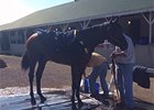 Kentucky Derby: Bathtime for American Pharoah Kentucky Derby: Bathtime for American Pharoah