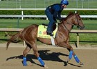 War Story
<br><a target="blank" href="http://photos.bloodhorse.com/TripleCrown/2015-Triple-Crown/Kentucky-Derby-Workouts/i-z5vt9Bg">Order This Photo</a>