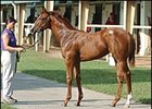 Yes It's True filly, sold for $200,000.
