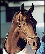 Sarava Joins Baffert Stable in California Sarava Joins Baffert Stable in California