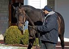 First Mares in Foal to Spendthrift's New Guns First Mares in Foal to Spendthrift's New Guns