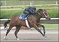 Tale of the Cat Colt Shatters World Record, Brings $5.2M at F-T Calder Tale of the Cat Colt Shatters World Record, Brings $5.2M at F-T Calder