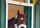 Animal Kingdom, Dialed In Taking Most Money Animal Kingdom, Dialed In Taking Most Money