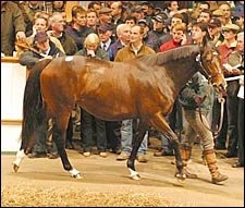 Magical Romance Brings World Record Price at Tattersalls Sale Magical Romance Brings World Record Price at Tattersalls Sale