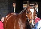 Plum Pretty was purchased for $4.2 million during the first session of the Keeneland November breeding stock sale. KEENov2012Hip96_3KEEtn.jpg