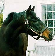 Pensioned Sire Green Dancer Euthanized Pensioned Sire Green Dancer Euthanized