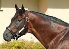 Ascot Knight, one of Canada's top stallions for a number of years, was euthanized Feb. 8.