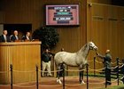 Diamond Necklace in the Keeneland Sales ring Nov. 3.