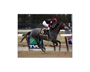 Whirlaway Stakes winner Achilles of Troy will continue on the road to the Kentucky Derby in Florida.