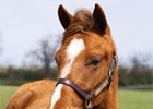 Filly Bred for Charity to be Sold April 30 Filly Bred for Charity to be Sold April 30