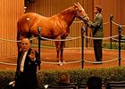 Premium Red sold for $700,000 Monday as the Keeneland January auction got under way.