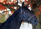 Unbridled Belle