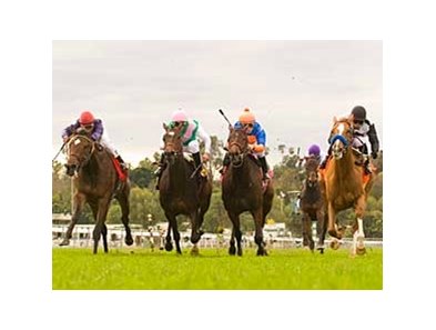Belmont Cat, far right, wins a four-horse photo in the Santa Ana. <br><a target="blank" href="http://www.bloodhorse.com/horse-racing/photo-store?ref=http%3A%2F%2Fgallery.pictopia.com%2Fbloodhorse%2Fgallery%2F69713%2Fphoto%2F7932204%2F%3Fo%3D0">Order This Photo</a>
