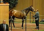 Lady Joanne, hip 381, brings $1.25 million during the Nov. 4 morning session of the Keeneland Sale.