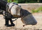 Big Brown's right rear shoe came loose shortly after the start of the Belmont Stakes (gr. I).