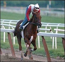 Funny Cide Returns to Work Tab; Breezes Half at Belmont Funny Cide Returns to Work Tab; Breezes Half at Belmont