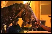 Grade I Winner Buddha Retired Grade I Winner Buddha Retired