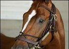 Asmussen Confident with Curlin on Belmont Eve Asmussen Confident with Curlin on Belmont Eve
