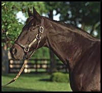 Seattle Slew Returns to Three Chimneys Seattle Slew Returns to Three Chimneys