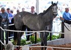 Tapit Filly Commands $750,000 at F-T Sale Tapit Filly Commands $750,000 at F-T Sale