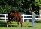 Dullahan is 9-5 Morning Line Belmont Favorite Dullahan is 9-5 Morning Line Belmont Favorite