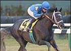 Grey Comet, winning the Count Fleet Stakes.