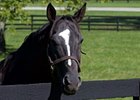 Yankee Victor
<br><a target="blank" href="http://www.bloodhorse.com/horse-racing/photo-store?ref=http%3A%2F%2Fpictopia.com%2Fperl%2Fgal%3Fprovider_id%3D368%26ptp_photo_id%3D9427173%26ref%3Dstory">Order This Photo</a>