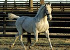 El Prado (IRE)