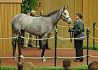 Flashy Gray, a daughter of Flashy Bull, sold for $775,000 to West Point Thoroughbreds and Tom Keithley.