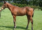 A Deep Impact colt out of champion Biwa Heidi, drew $2,056,074 bid from Takaya Shimakawa to top the first day of the JHRA sale.