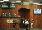 White Lamb Sells for $550,000 at OBS White Lamb Sells for $550,000 at OBS
