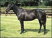 Epsom Derby Winner Benny the Dip Dies Epsom Derby Winner Benny the Dip Dies