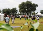 Yearlings at the OBS August Yearling Sale.