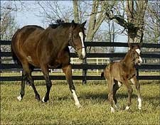 Smarty Jones' First Foal Arrives Smarty Jones' First Foal Arrives