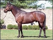 Live Foal Report Released: Fewer Stallions, More Foals Live Foal Report Released: Fewer Stallions, More Foals