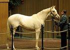 Hip 2176; filly, Splash of Vanilla sold for $14,000 during the final session of the January horses of all ages auction in Lexington.