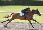 Johannesburg Colt Sizzles in OBS Preview Johannesburg Colt Sizzles in OBS Preview