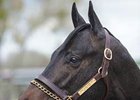 OBS March Sale Offers Quality and Quantity OBS March Sale Offers Quality and Quantity