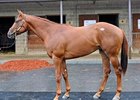Scat Daddy Colt Brings $575,000 at F-T Sale Scat Daddy Colt Brings $575,000 at F-T Sale