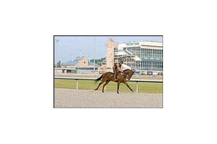 A horse works over the Polytrack surface at Turfway Park.