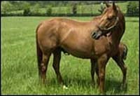 Feed Additive Might Help Protect Mares During Foal Loss Syndrome Feed Additive Might Help Protect Mares During Foal Loss Syndrome