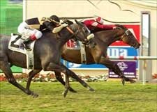 No Catching Mea Domina in Palomar BC 'Cap No Catching Mea Domina in Palomar BC 'Cap