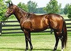 Sky Mesa Undergoes Surgery for Colic Sky Mesa Undergoes Surgery for Colic