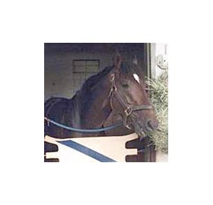 Fusaichi Pegasus, shown at Aqueduct Racetrack earlier this year, breezed Monday at Churchill Downs.